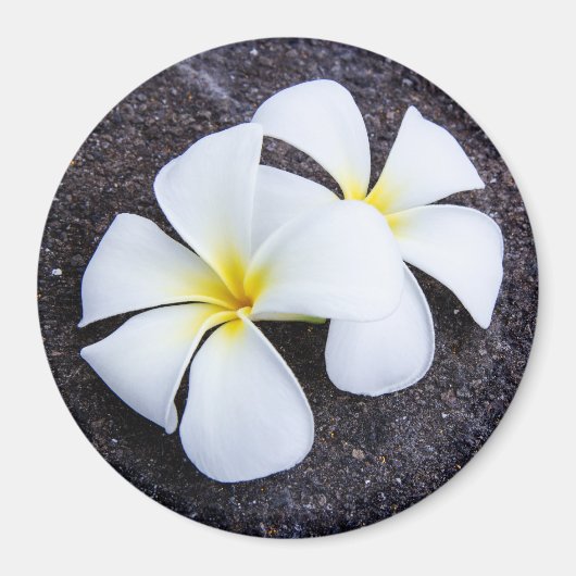 Aimant White Plumeria Flower Frangipani Floral Lava Rock (Devant)
