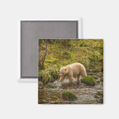 Aimant White Spirit Bear Chasse pour poisson sur Riordan  (Recto/Verso)