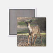 Aimant White Tailed (Recto/Verso)