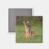 Aimant White-tailed Deer | Grassy Habitat (Recto/Verso)