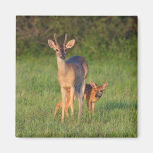 Aimant White-tailed Deer   Grassy Habitat