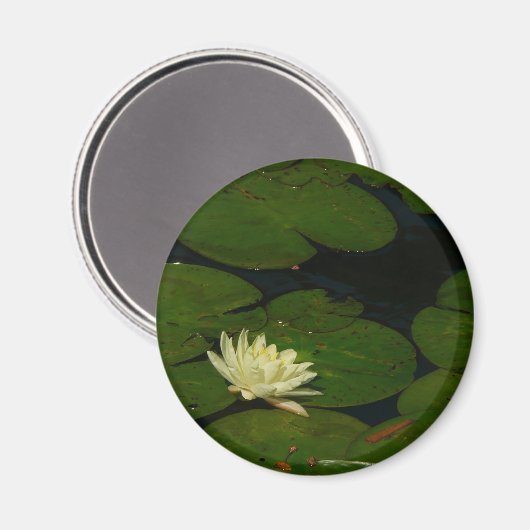 Aimant White Waterlily I Peaceful (Recto/Verso)