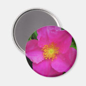 Aimant Wild Alberta Rose Canada Fleur rose pâle (Recto/Verso)