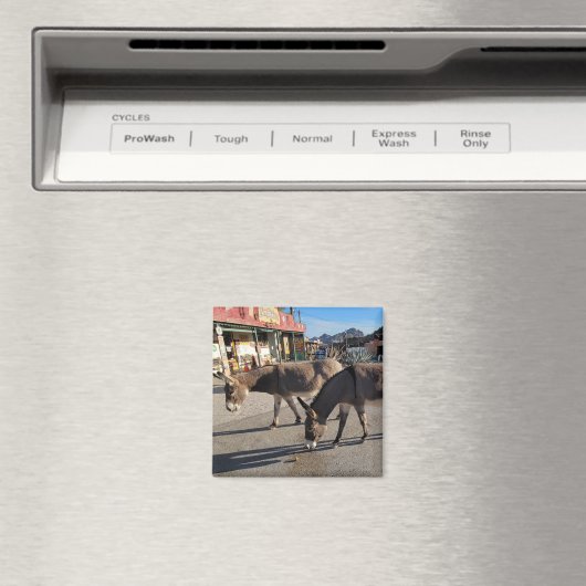 Aimant Wild Burros à Oatman, Arizona (In Situ (Lave-vaisselle))