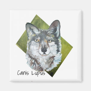 Aimant Wild Green réaliste Grey Wolf Canis Lupus Art