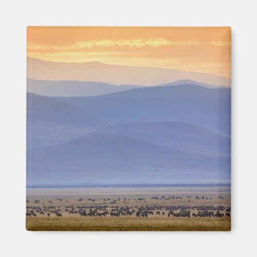 Aimant Wildebeest pendant la migration, Connochetes (Devant)