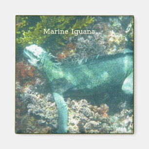 Aimant Wildlife Marine Iguana