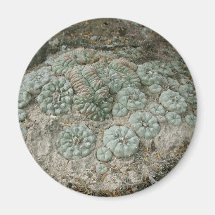 Aimant Williamsii de Lophophora - peyotl