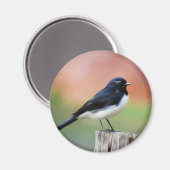 Aimant Willy Wagtail - Australian Bird Art (Recto/Verso)