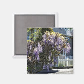 Aimant Wisteria (Recto/Verso)