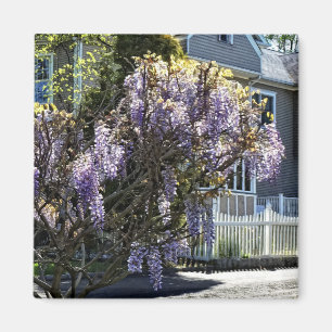 Aimant Wisteria