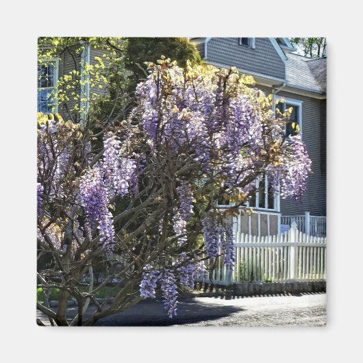 Aimant Wisteria (Devant)
