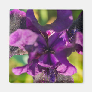 Aimant Within An Iris