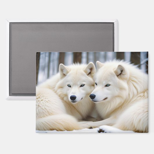 Aimant Wolf Animal Nature Wildlife Affection Caring (Recto/Verso)