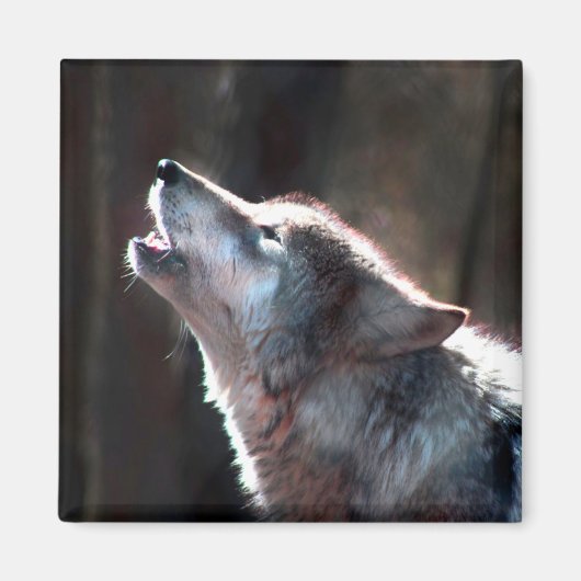 Aimant Wolf Howling Loup solitaire (Devant)
