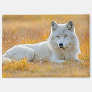 Aimant Wolf Wild Animal Loving Portrait