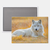 Aimant Wolf Wild Animal Loving Portrait (Recto/Verso)