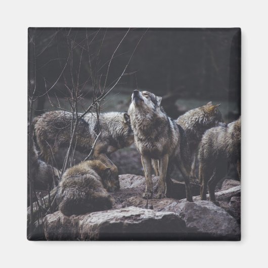 Aimant Wolf Wolf Wolf (Devant)