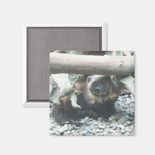 Aimant Wolverine (Recto/Verso)