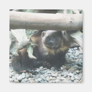 Aimant Wolverine