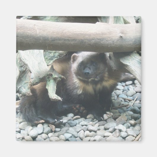 Aimant Wolverine (Devant)