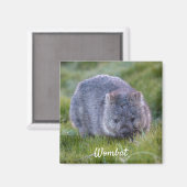 Aimant Wombat Tasmania Australie, mignonne photo d'animal (Recto/Verso)