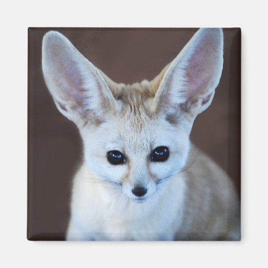 Aimant Worlest Cutest Fennec Fox (Devant)
