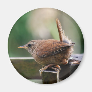 Aimant Wren