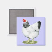 Aimant Wyandotte : Colon Hen (Recto/Verso)