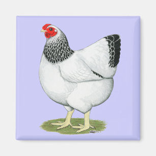 Aimant Wyandotte :  Columbian Hen