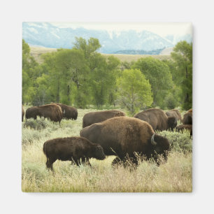 Aimant Wyoming Bison Nature Animal Photographie