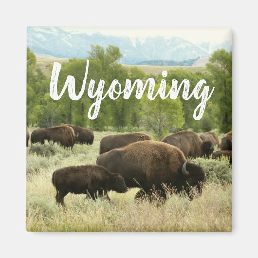 Aimant Wyoming Bison Nature Animal Photography (Devant)