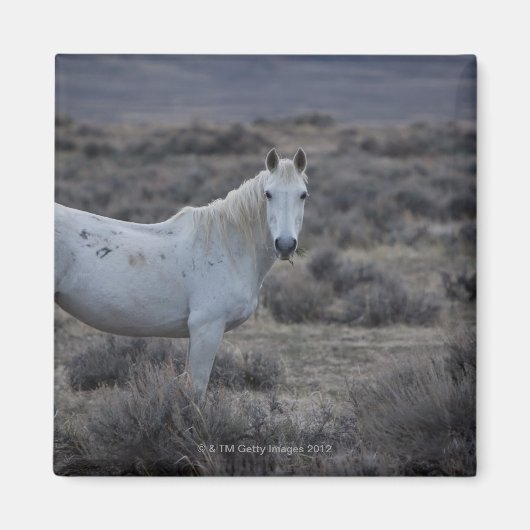 Aimant wyoming, états-unis d'amérique (Devant)
