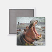 Aimant yawn hippo (Recto/Verso)
