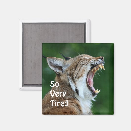 Aimant Yawning Bobcat (Recto/Verso)