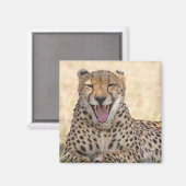 Aimant Yawning Cheetah (Recto/Verso)