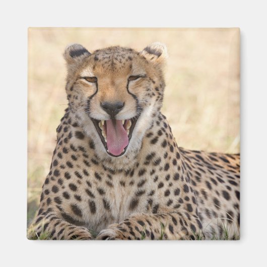 Aimant Yawning Cheetah (Devant)