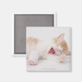 Aimant Yawning Kitten sur Arrière - plan blanc. (Recto/Verso)