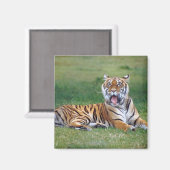 Aimant Yawning Tiger (Recto/Verso)