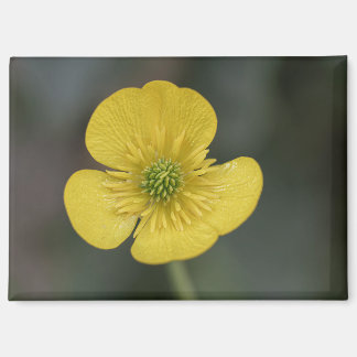 Aimant yellow flower of a buttercup in the garden