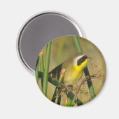 Aimant Yellowthroat (Recto/Verso)