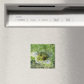 Aimant Yeux de grenouille dans un étang (In Situ (Lave-vaisselle))