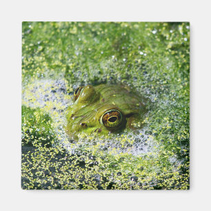 Aimant Yeux de grenouille dans un étang