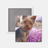Aimant Yorkshire Terrier (Recto/Verso)