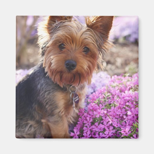 Aimant Yorkshire Terrier (Devant)