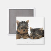 Aimant Yorkshire Terrier (Recto/Verso)