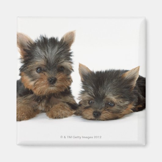 Aimant Yorkshire Terrier (Devant)