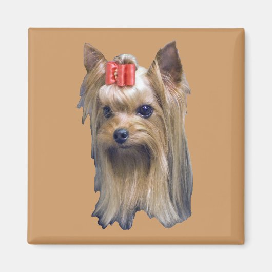 Aimant Yorkshire Terrier (Devant)