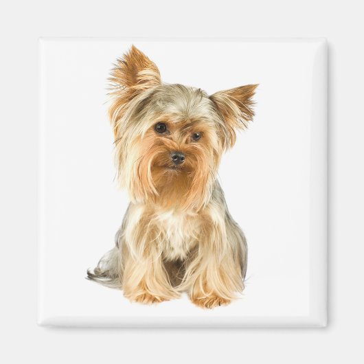 Aimant Yorkshire Terrier Chien Chien Chien Chien Chien Ch (Devant)