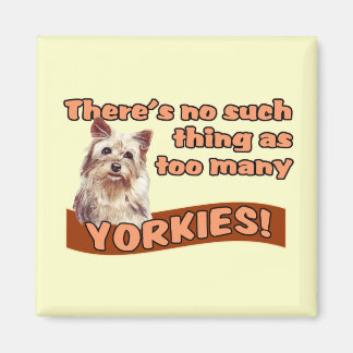 AIMANT YORKSHIRE TERRIERS